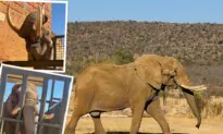 After 40 Years of Performing in a Circus and Being Trapped in a Zoo, Duma the Elephant Arrives at His Forever Home