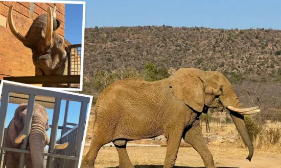 After 40 Years of Performing in a Circus and Being Trapped in a Zoo, Duma the Elephant Arrives at His Forever Home