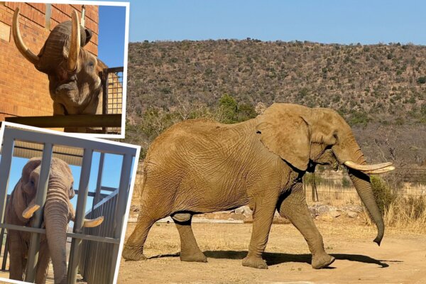 After 40 Years of Performing in a Circus and Being Trapped in a Zoo, Duma the Elephant Arrives at His Forever Home