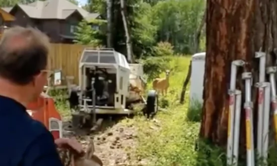 Man Helps Reunite Fawn with Its Mother