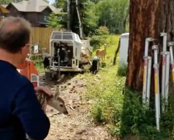 Man Helps Reunite Fawn with Its Mother