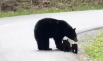 Mama Bear Leads Baby Cubs Across Road