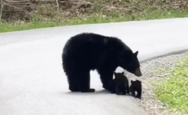Mama Bear Leads Baby Cubs Across Road