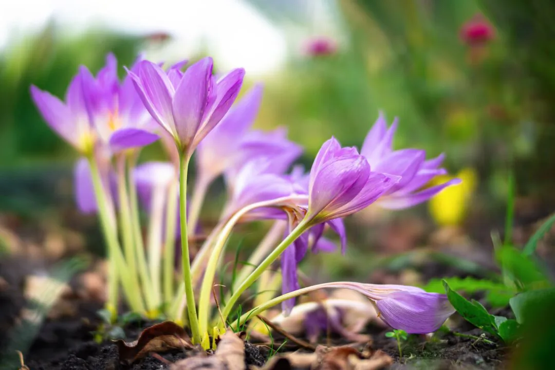 Lilac flowers of Colchicum autumnale, also known as autumn crocus or naked ladies. (Shutterstock)
