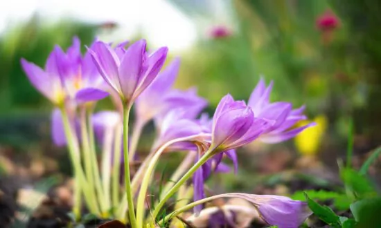 Herbs That Can Help Lift Seasonal Depression