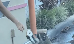 Drive-Through Coffee Chain Offers Raccoon a Donut