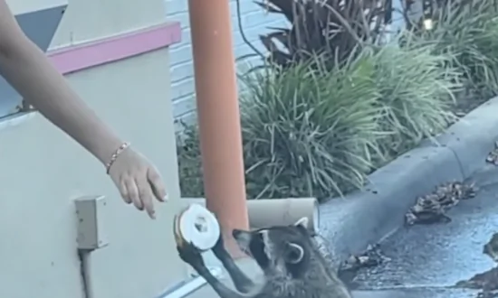 Drive-Through Coffee Chain Offers Raccoon a Donut