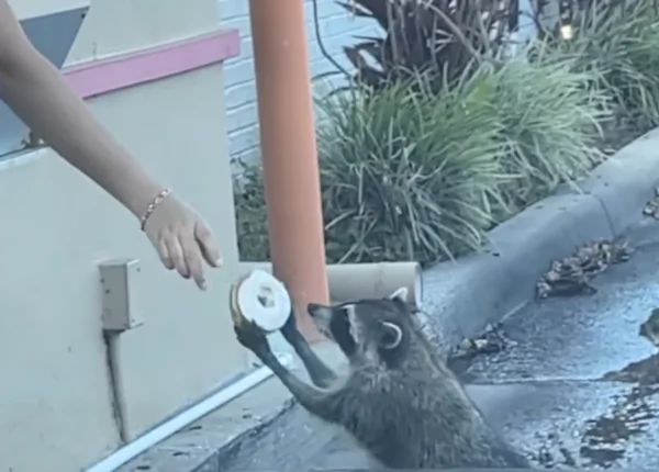 Drive-Through Coffee Chain Offers Raccoon a Donut