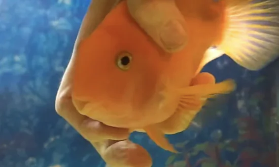 Fish Swims Between Owner’s Fingers