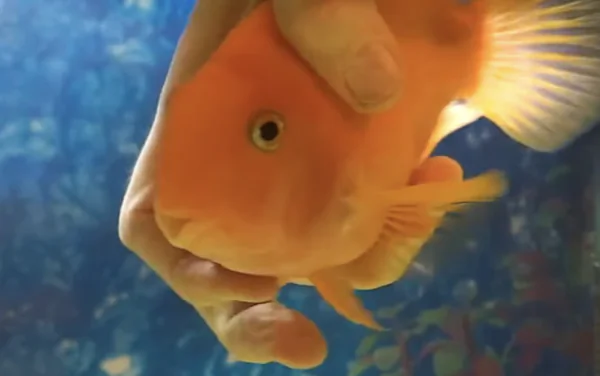 Fish Swims Between Owner’s Fingers