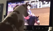 Dog Is Ready for the Rodeo