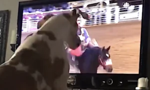 Dog Is Ready for the Rodeo