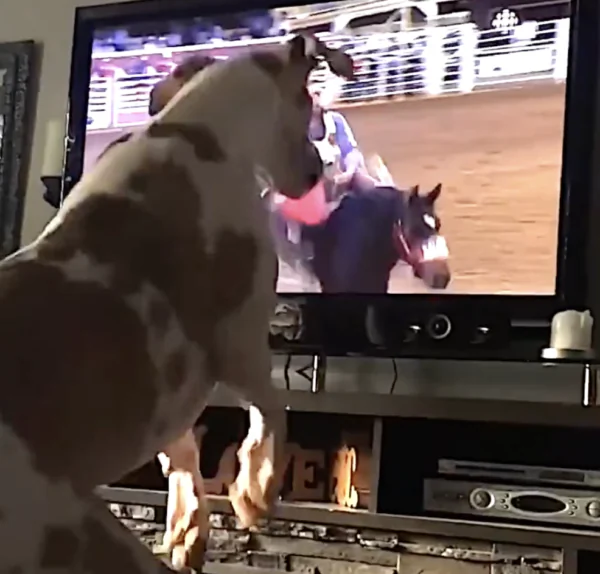 Dog Is Ready for the Rodeo