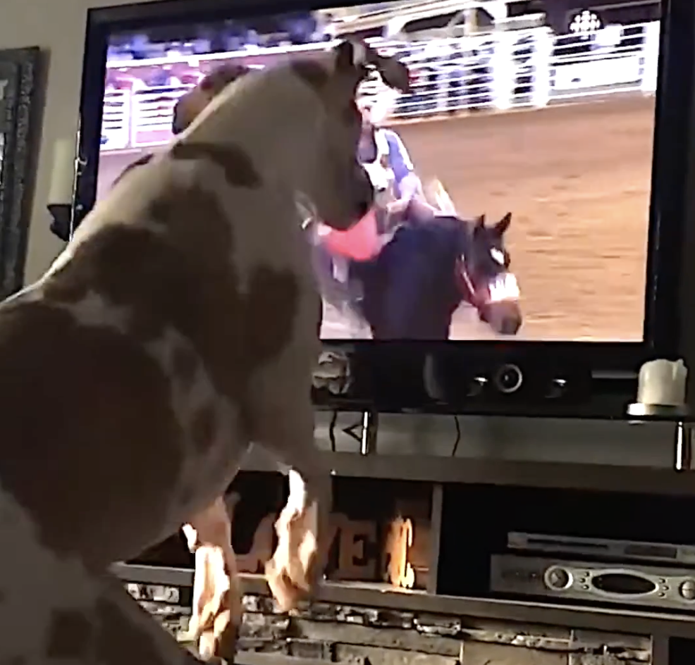 Dog Is Ready for the Rodeo | EpochTV