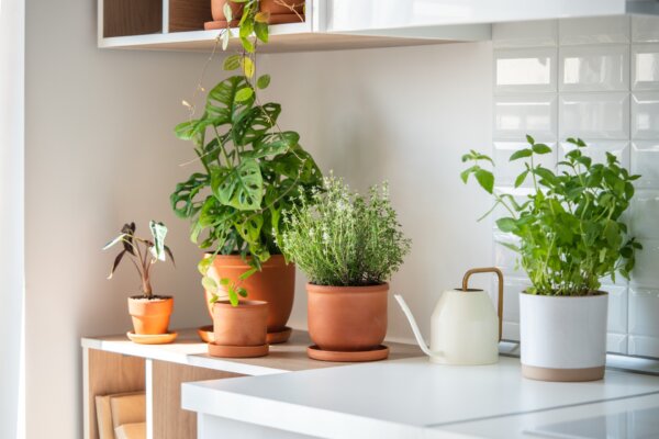 The Best Medicinal Herbs You Can Grow Indoors