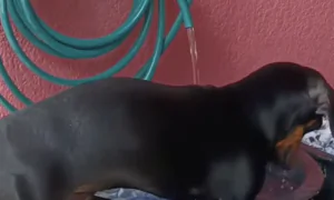 Dachshund Does Laundry
