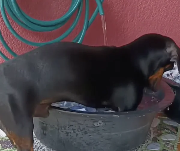 Dachshund Does Laundry