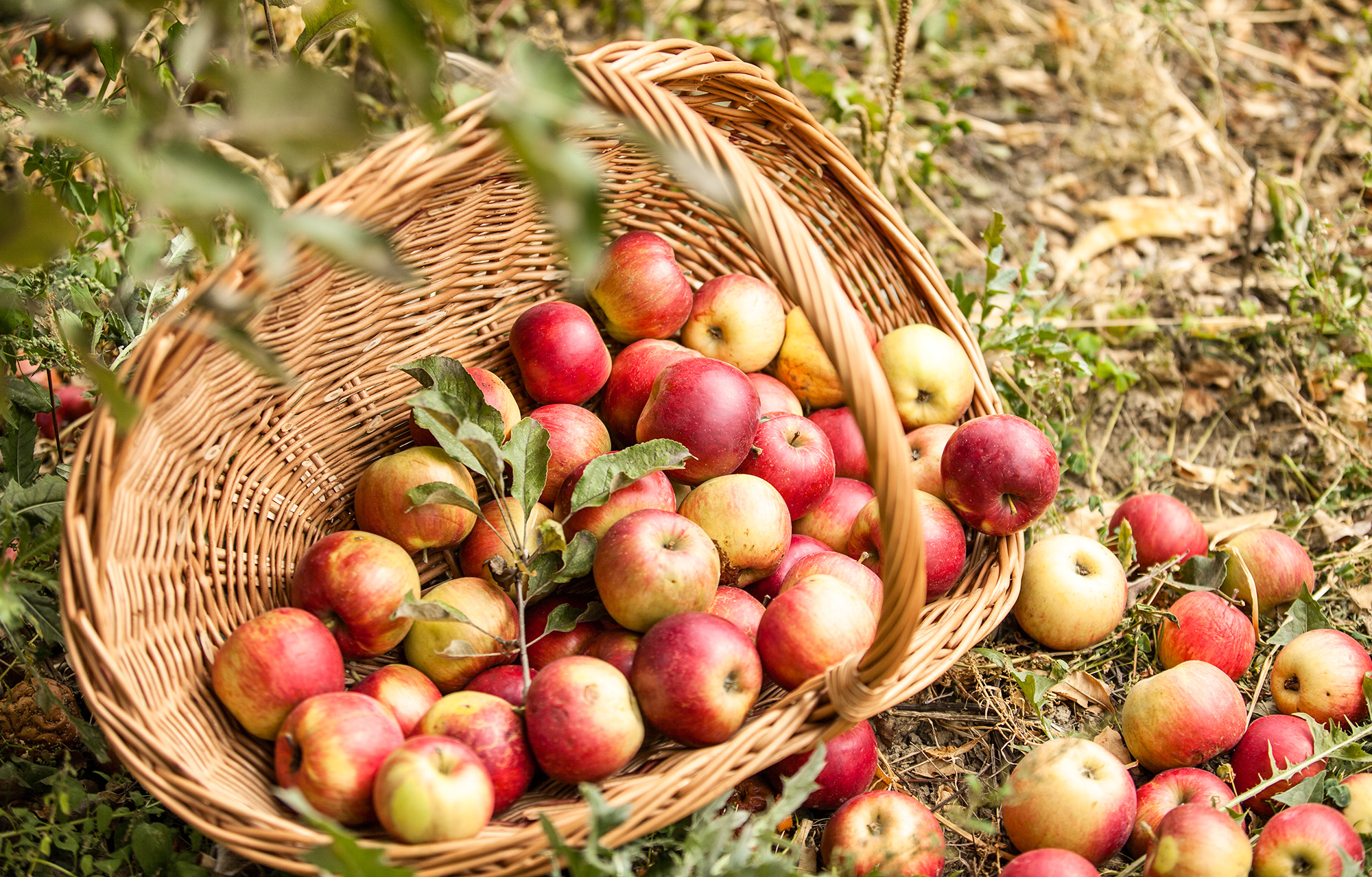 Your Guide to the Best Apples for Baking, Cooking, and Snacking