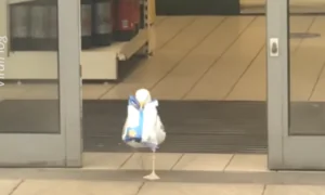 Seagull Steals Doritos From the Grocery Store