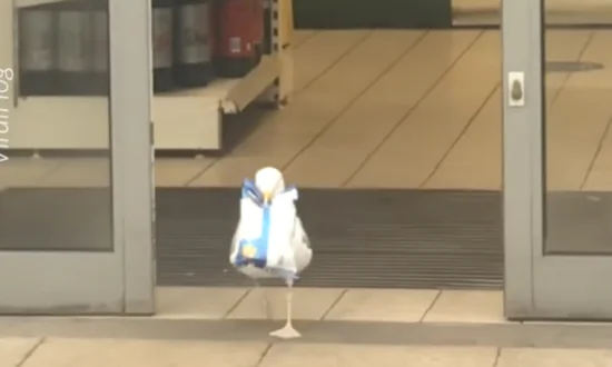 Seagull Steals Doritos From the Grocery Store
