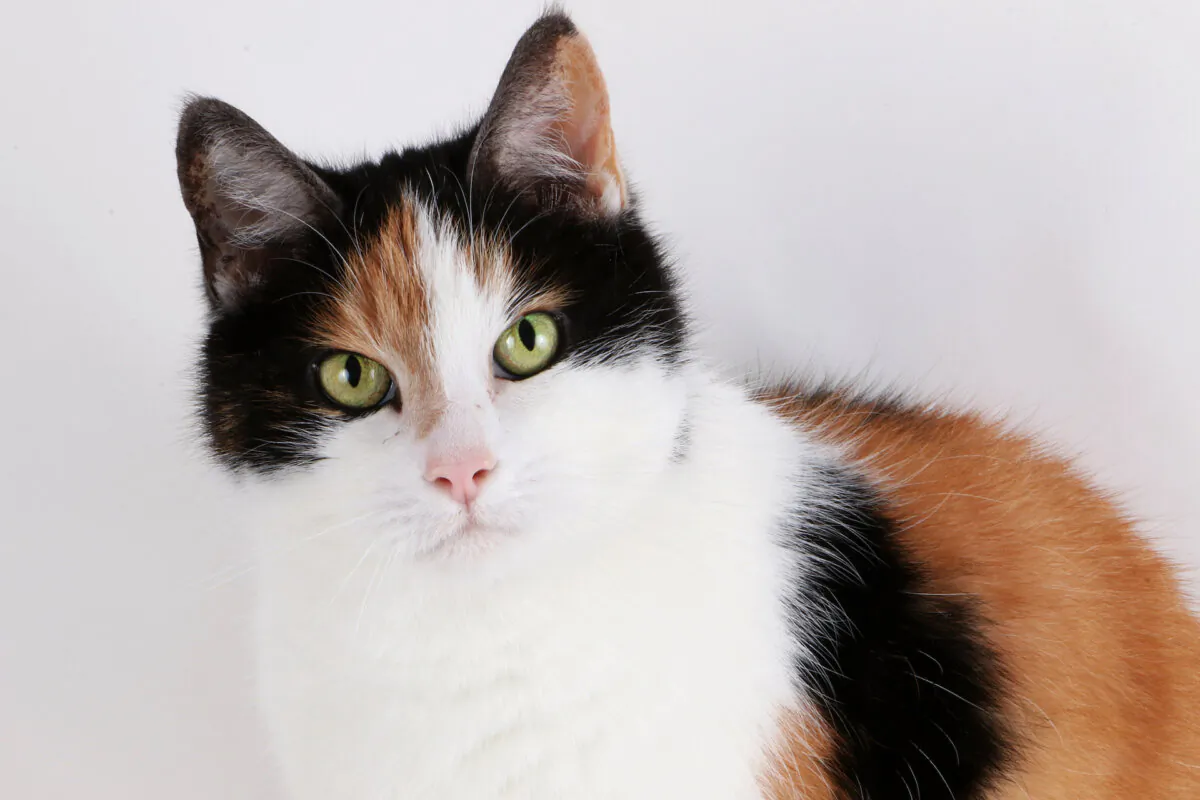 Calico cats who have orange and black fur are genetically female. (Bianca Grueneberg/Shutterstock)