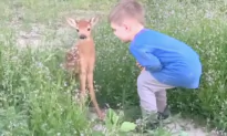 Adorable Moment Boy Strokes Cute Baby Deer