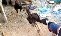 Dog Stops Chicken Fight
