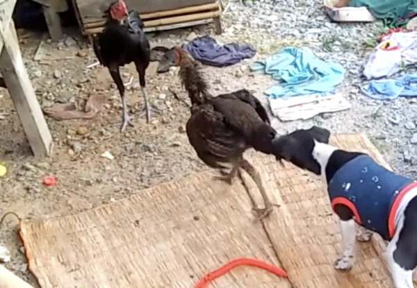 Dog Stops Chicken Fight