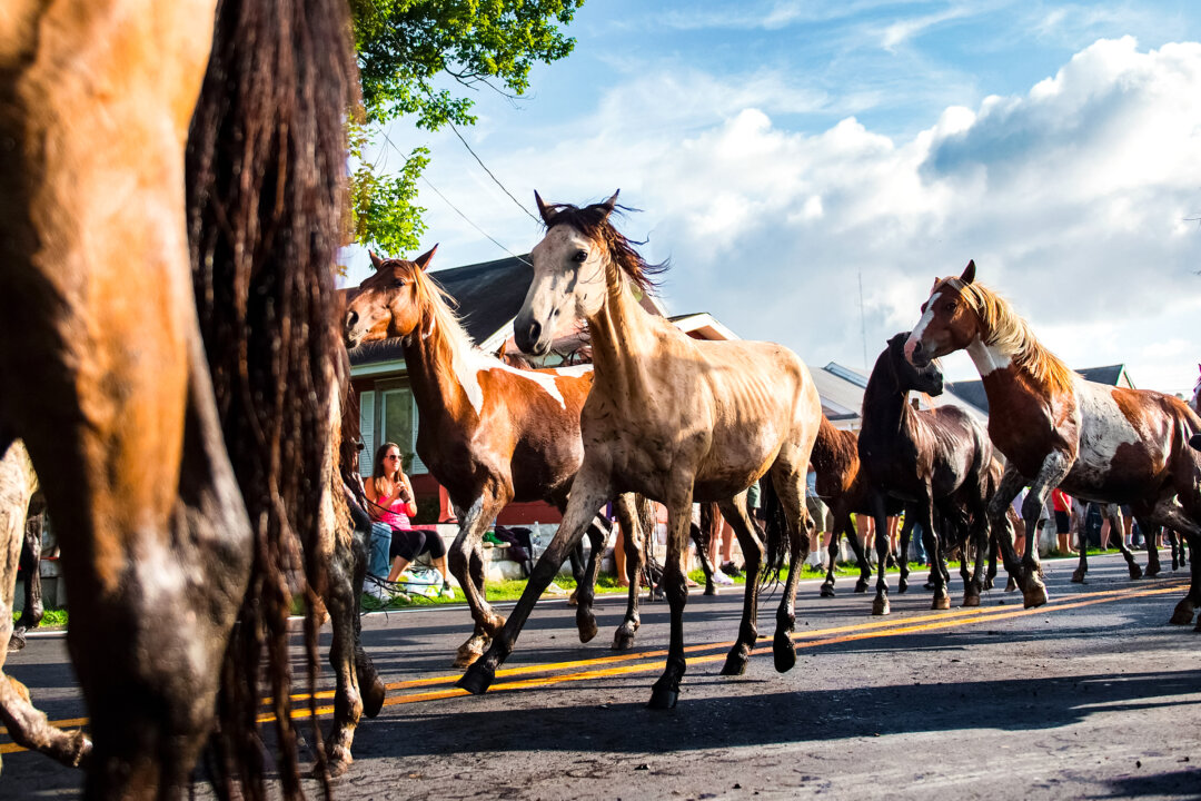 Pony Round-Up in Virginia Captures Hearts of Horse Lovers for 100 Years