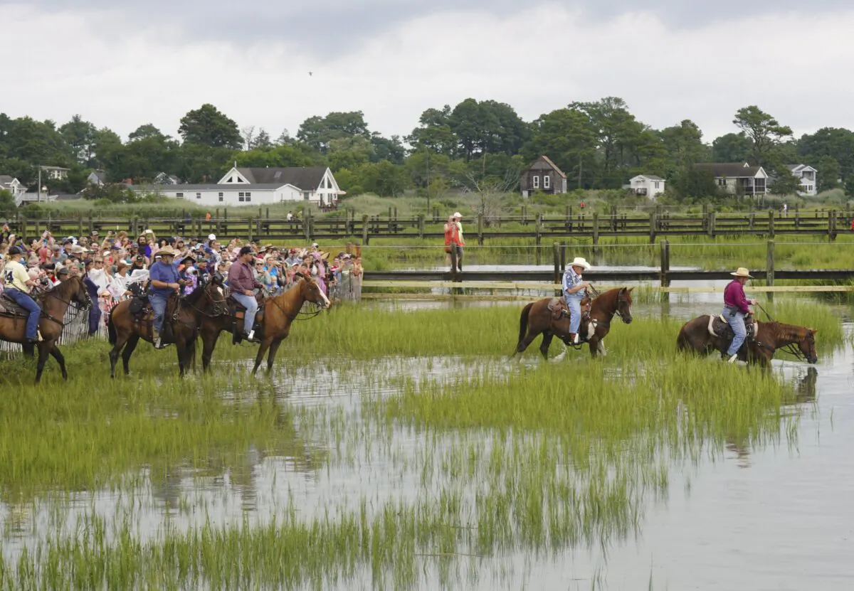 Jack Brittingham (2nd R), a 91-year-old saltwater cowboy and others prepare for a herd of wild ponies to arrive ashore after their annual swim from Assateague Island to Chincoteague Island, Va. on July 24, 2024.(Liberty Holt/)