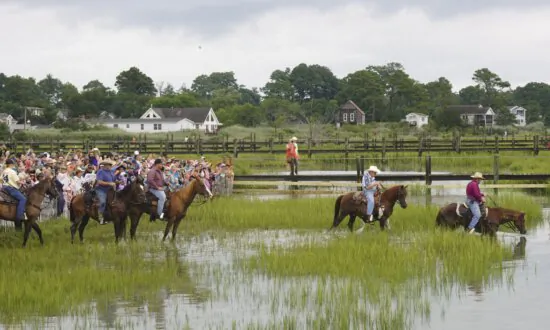 Mother-Daughter Duo Wins 3 Journalism Awards for Chincoteague Pony Feature