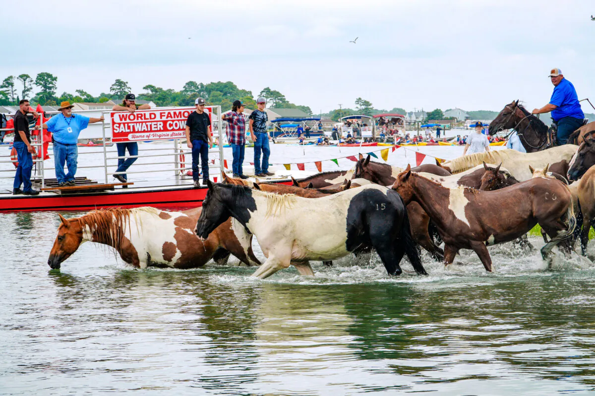 Saltwater cowboys stand by as hundreds of wild ponies wade in to begin their annual swim between their home on Assateague Island to Chincoteague Island on July 24, 2024. (Nanette Holt/The Epoch Times)