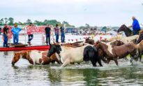 Pony Round-Up in Virginia Captures Hearts of Horse Lovers for 100 Years