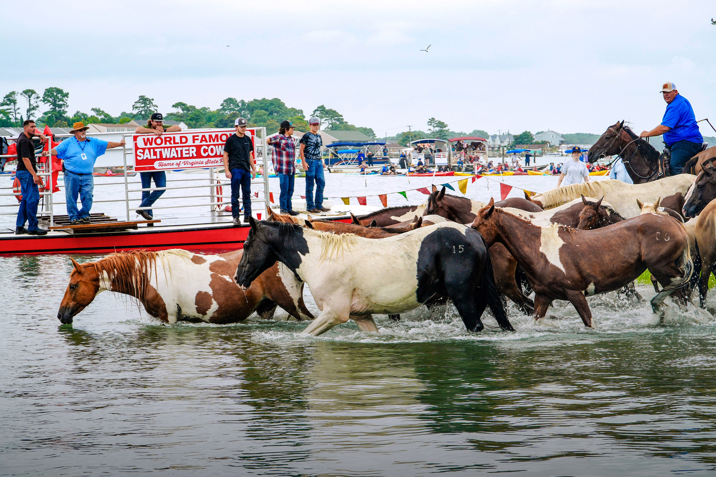 Pony Round-Up in Virginia Captures Hearts of Horse Lovers for 100 Years