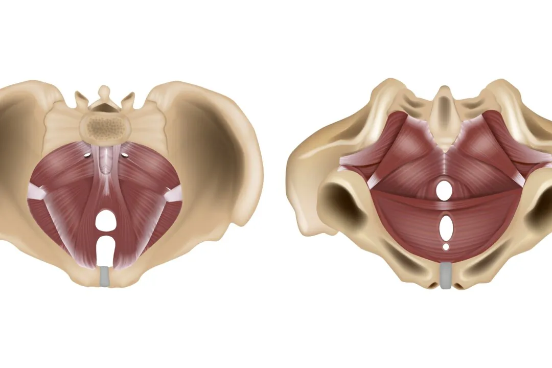Male and female pelvic floors. (Shutterstock)