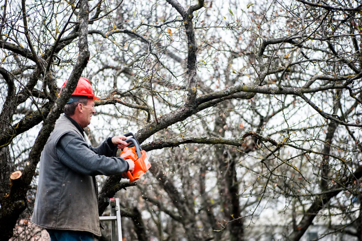Safety is paramount when it comes to trimming your own trees. (bogubogu/Shutterstock)