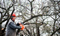 DIY Tree Trimming: When to Do It and What to Know