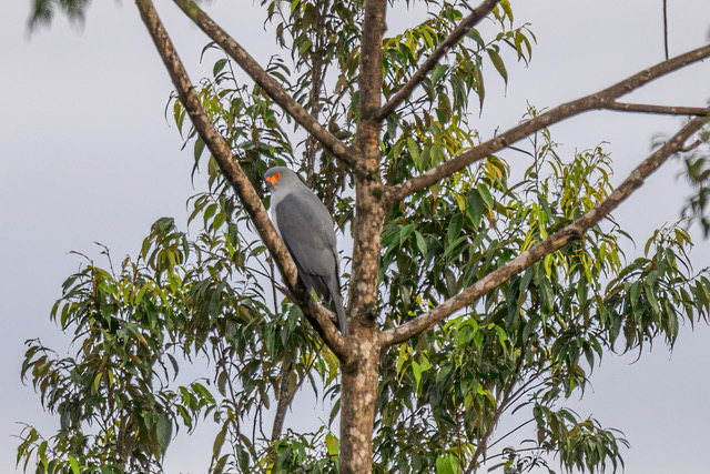 The New Britain Goshawk, photographed for the first time in 55 years in Papua New Guinea. (© Tom Vierus / WWF-Pacific)
