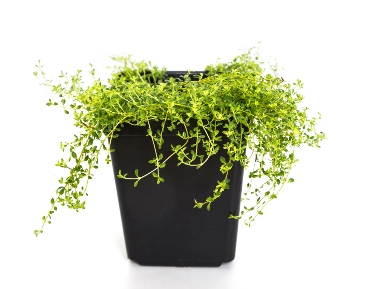 You can remove as much as 50 percent of the leaves from established annual herb plants. This is about when the plants near their final height. (Onepony/Dreamstime/TNS)