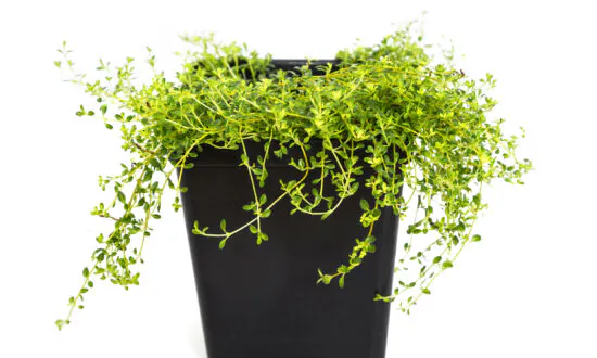 Harvest, Store and Preserve Herbs From the Garden