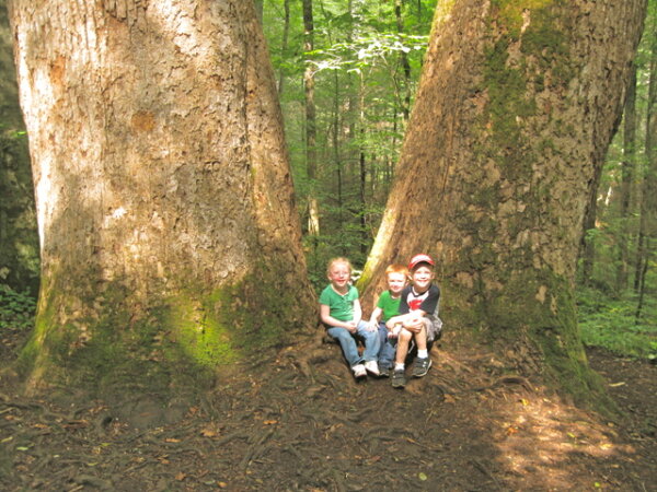 A Visit to Joyce Kilmer Memorial Forest