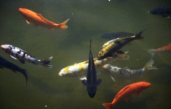 Epoch Times Photo