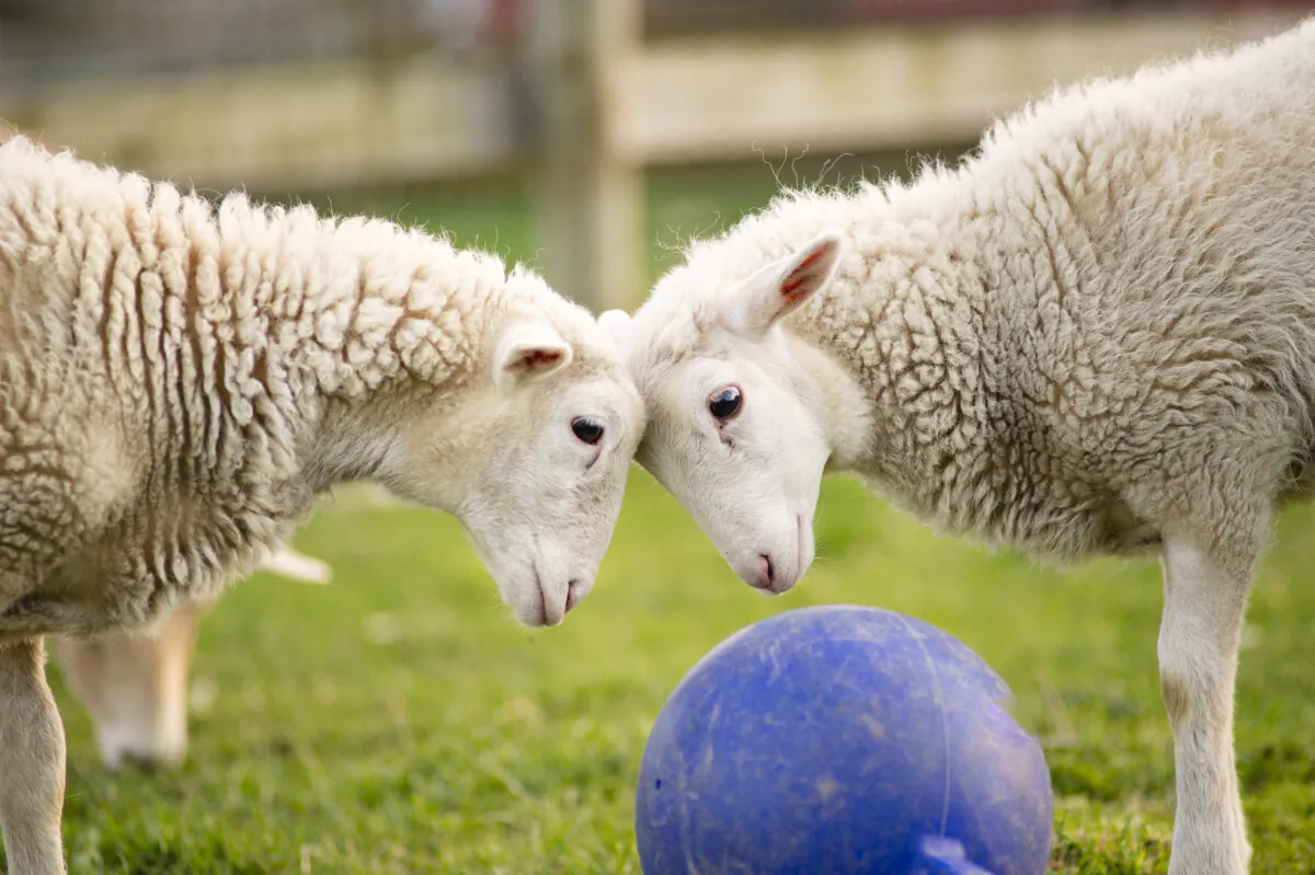 Twin lambs Jeanne and Margaretta were born after their mother was rescued from an abusive farm. (Farm Sanctuary)