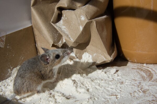 Epoch Times Photo