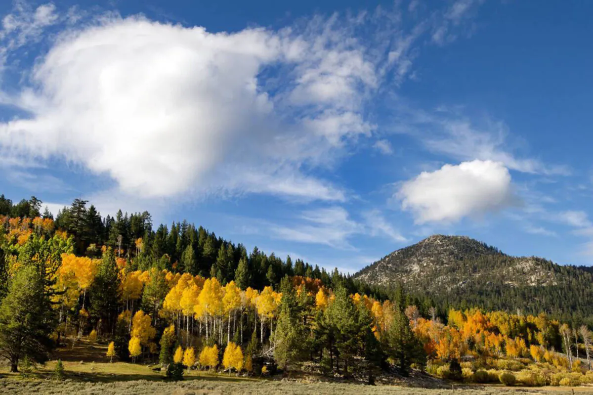 Fall colors in the Hope Valley, south of Lake Tahoe, reach their peak in October as aspen tree leaves turn from their summer green to yellow. (Randy Pench/The Sacramento Bee/TNS)