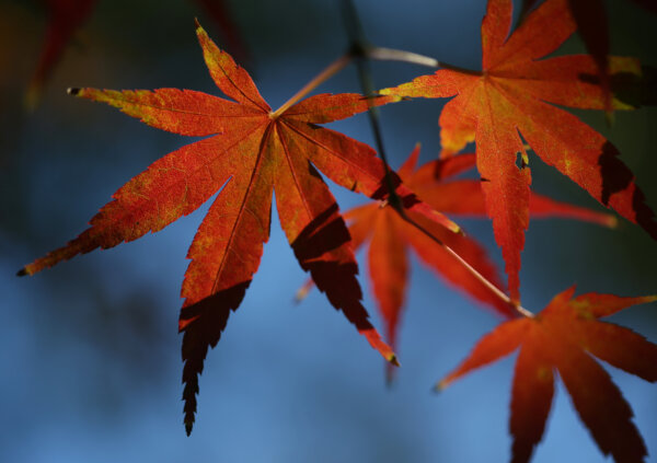 Epoch Times Photo