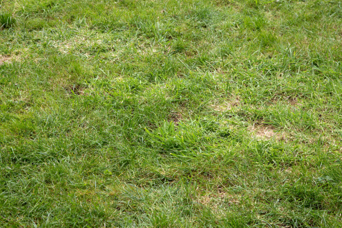 A bumpy lawn can be difficult for walking and mowing. (Alistair McDonald/Shutterstock)
