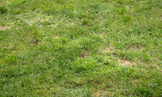 Cures for Lumpy Lawns