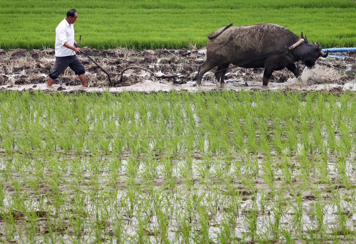 A farmer ploughs among rice seedlings in a field at the Xiahe Village in the outskirts of Nanjing of Jiangsu Province, China, on June 12, 2007. (China Photos/Getty Images)