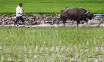 Chinese Farmers Hit Hardest by New Retirement Scheme, Experts Say